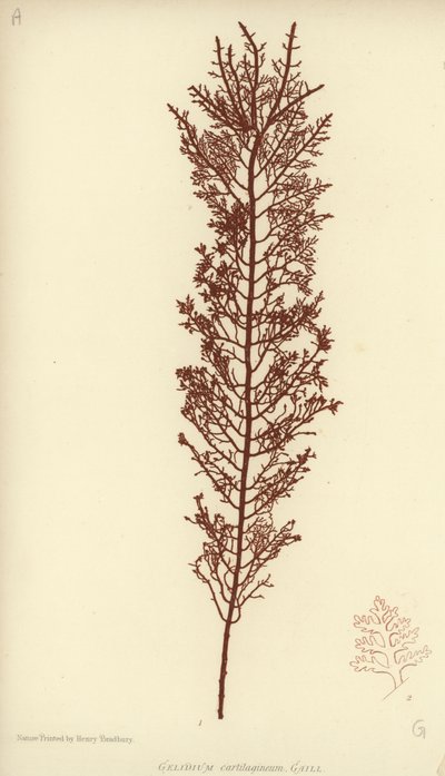 British Sea-Weed by English School
